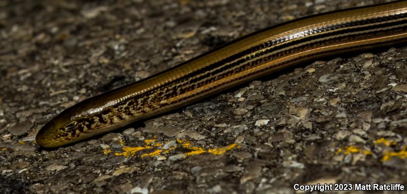 Western Slender Glass Lizard (Ophisaurus attenuatus attenuatus)