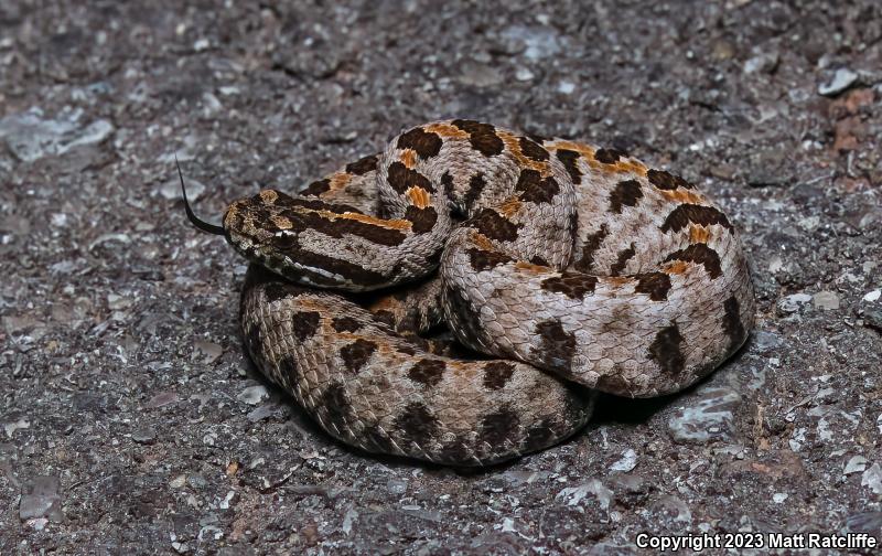 Western Pigmy Rattlesnake (Sistrurus miliarius streckeri)