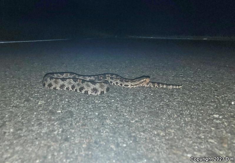 Carolina Pigmy Rattlesnake (Sistrurus miliarius miliarius)