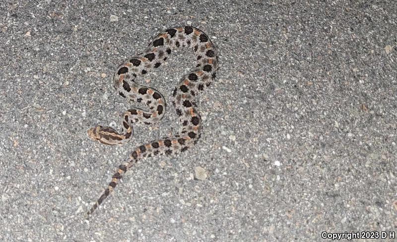 Carolina Pigmy Rattlesnake (Sistrurus miliarius miliarius)