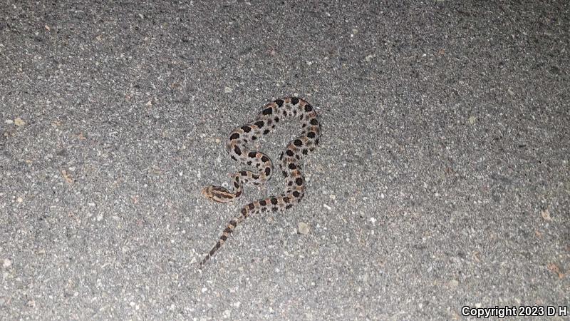 Carolina Pigmy Rattlesnake (Sistrurus miliarius miliarius)