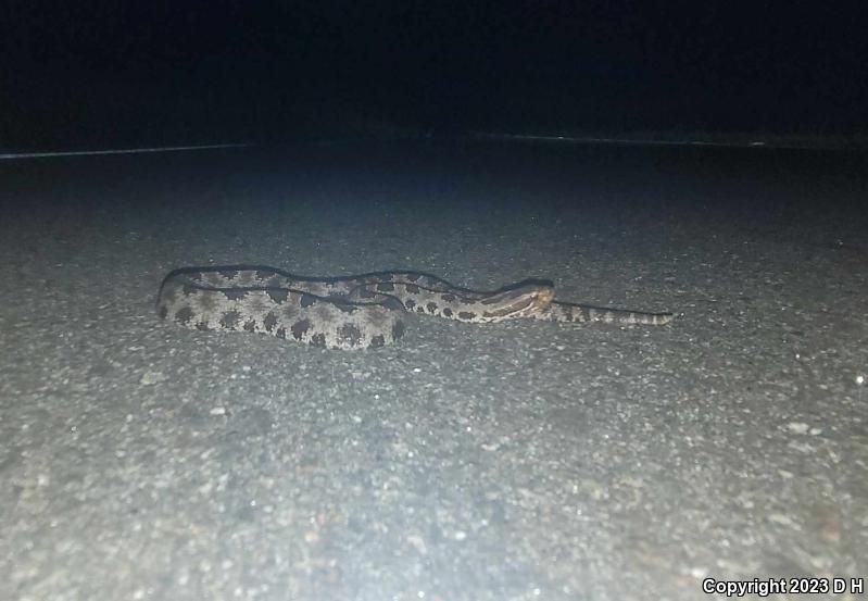 Carolina Pigmy Rattlesnake (Sistrurus miliarius miliarius)