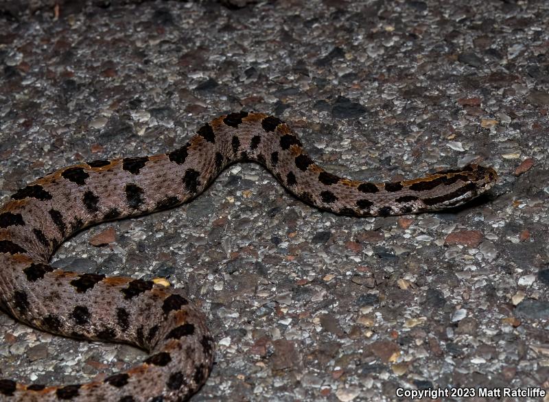 Western Pigmy Rattlesnake (Sistrurus miliarius streckeri)