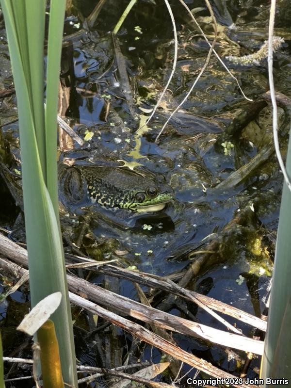 Mink Frog (Lithobates septentrionalis)