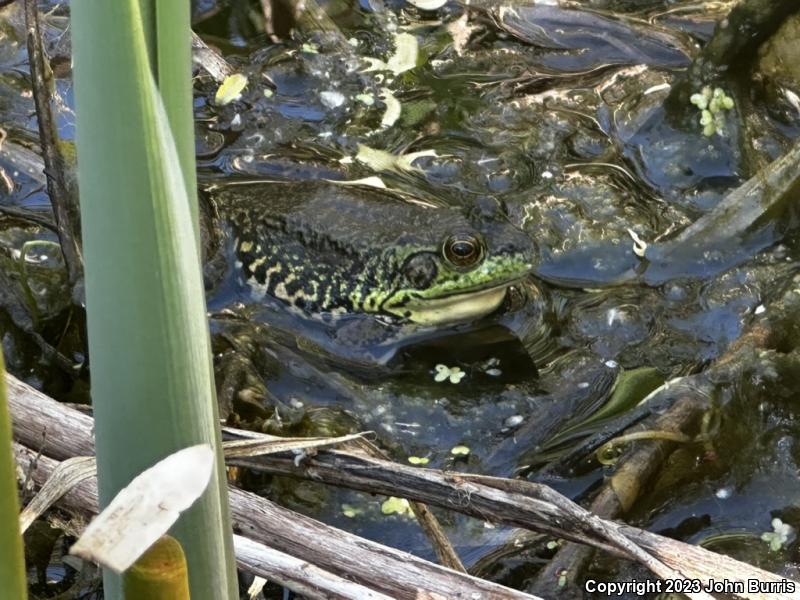 Mink Frog (Lithobates septentrionalis)