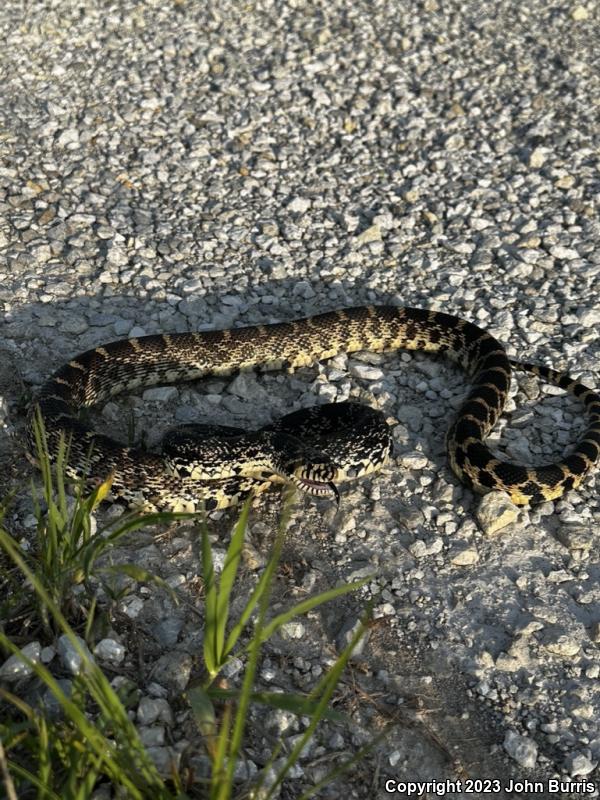 Bullsnake (Pituophis catenifer sayi)