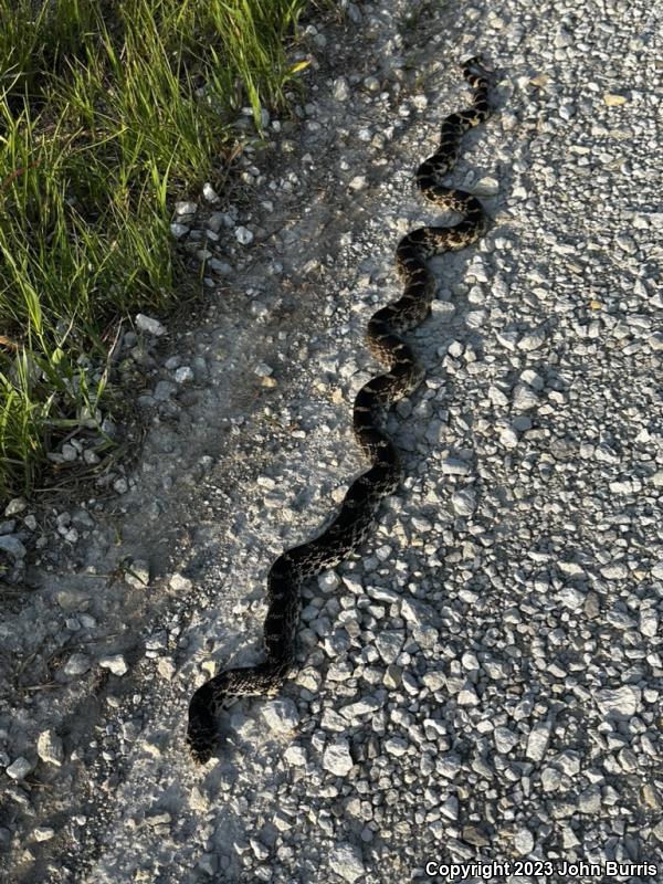 Bullsnake (Pituophis catenifer sayi)