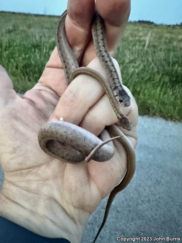 Midland Brownsnake (Storeria dekayi wrightorum)