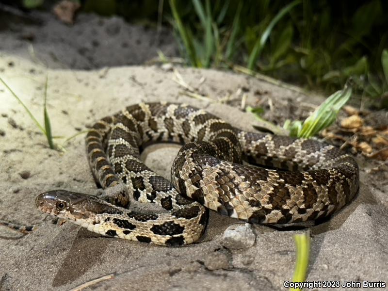 Western Foxsnake (Pantherophis vulpinus)