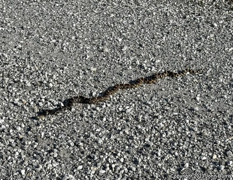 Bullsnake (Pituophis catenifer sayi)