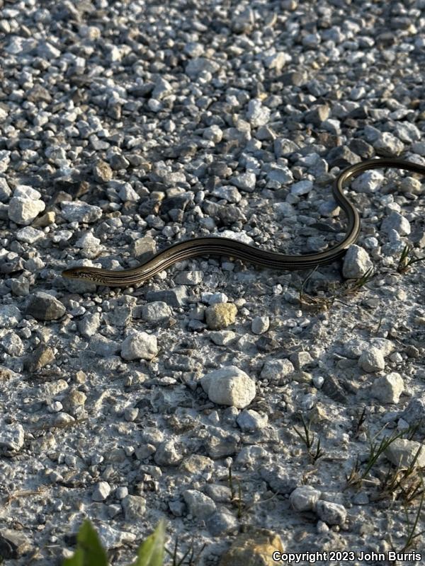 Western Slender Glass Lizard (Ophisaurus attenuatus attenuatus)