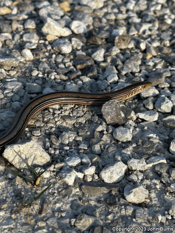 Western Slender Glass Lizard (Ophisaurus attenuatus attenuatus)