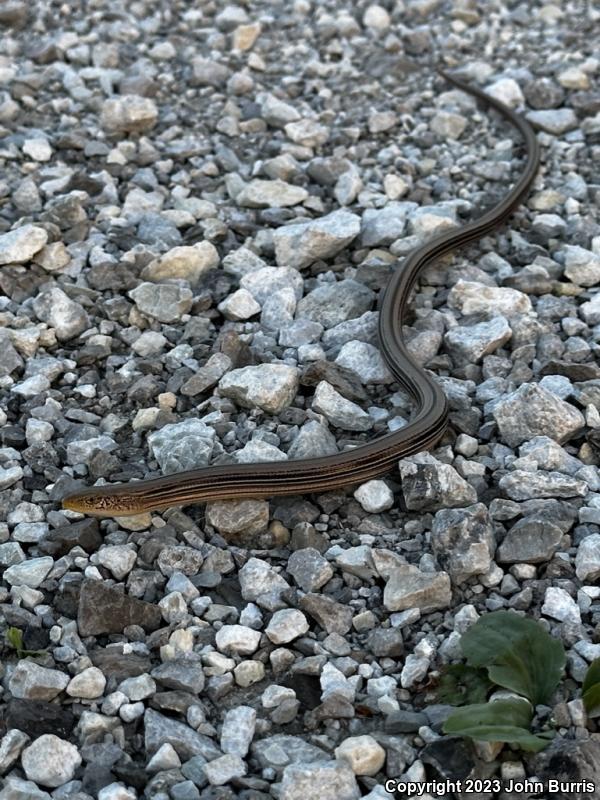 Western Slender Glass Lizard (Ophisaurus attenuatus attenuatus)