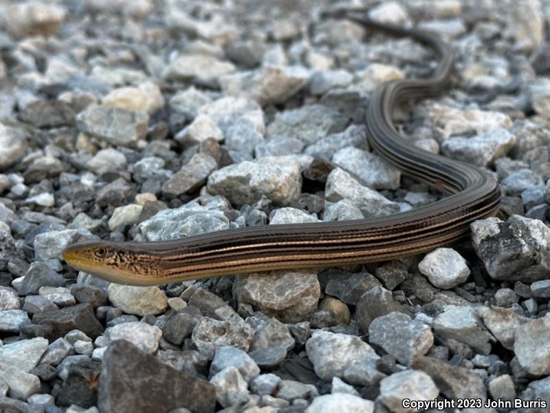 Western Slender Glass Lizard (Ophisaurus attenuatus attenuatus)