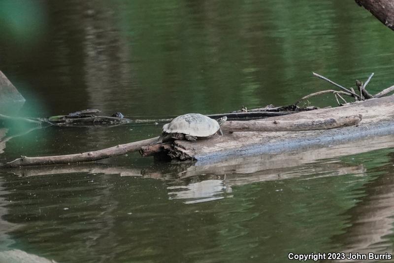 Ouachita Map Turtle (Graptemys ouachitensis ouachitensis)