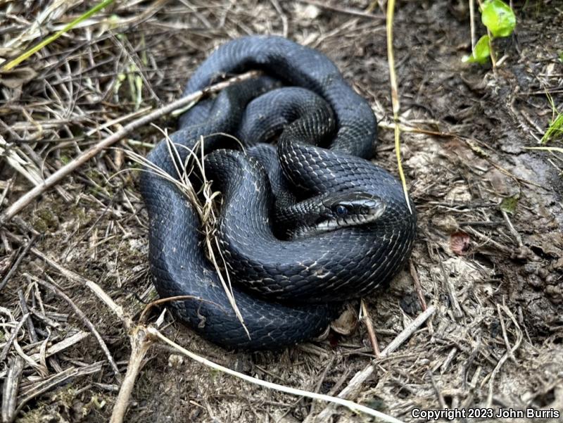 Gray Ratsnake (Pantherophis obsoletus spiloides)