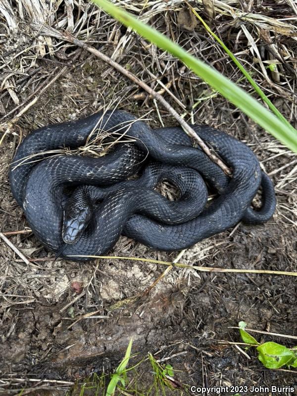 Gray Ratsnake (Pantherophis obsoletus spiloides)