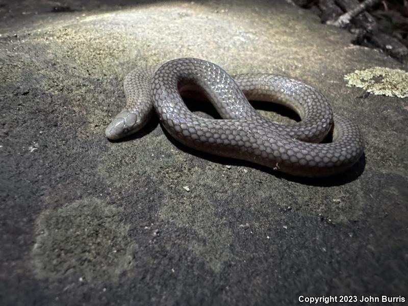 Eastern Smooth Earthsnake (Virginia valeriae valeriae)