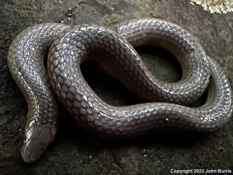 Eastern Smooth Earthsnake (Virginia valeriae valeriae)