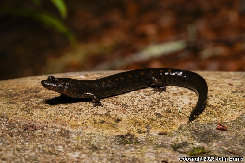 Shovel-nosed Salamander (Desmognathus marmoratus)