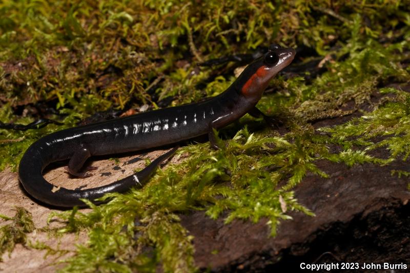 Red-cheeked Salamander (Plethodon jordani)