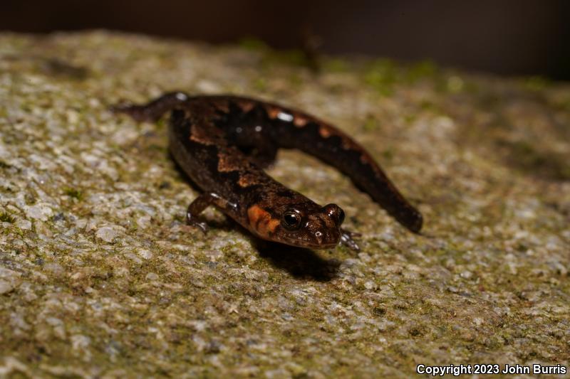 Imitator Salamander (Desmognathus imitator)