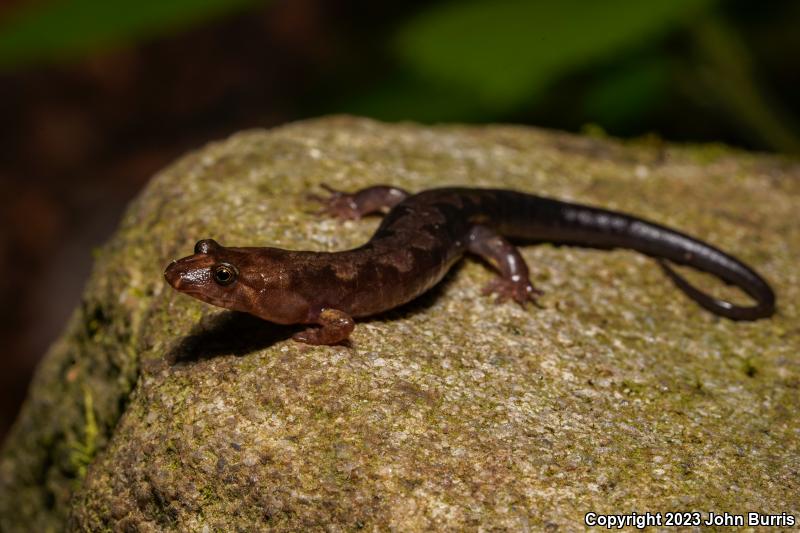 Imitator Salamander (Desmognathus imitator)