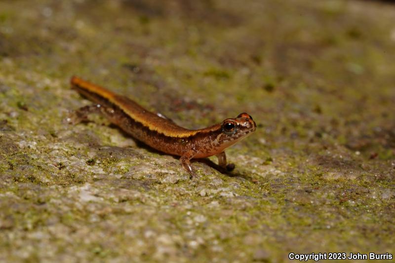 Pygmy Salamander (Desmognathus wrighti)