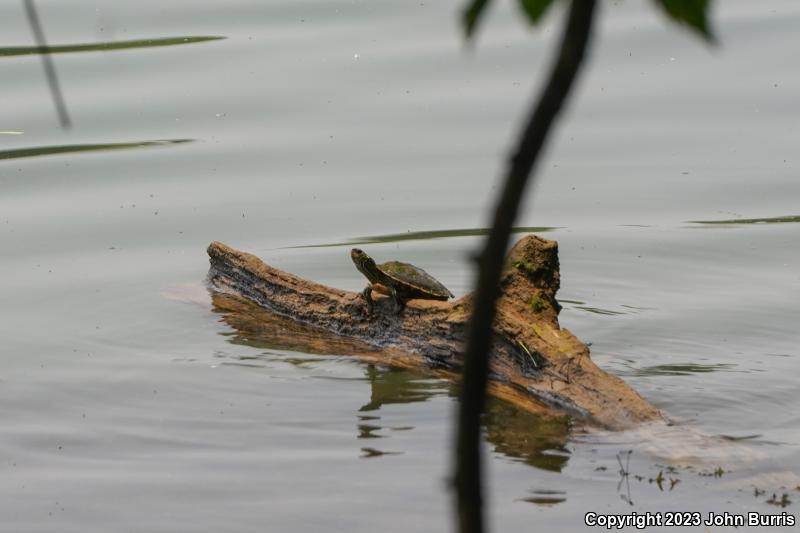 Northern Map Turtle (Graptemys geographica)