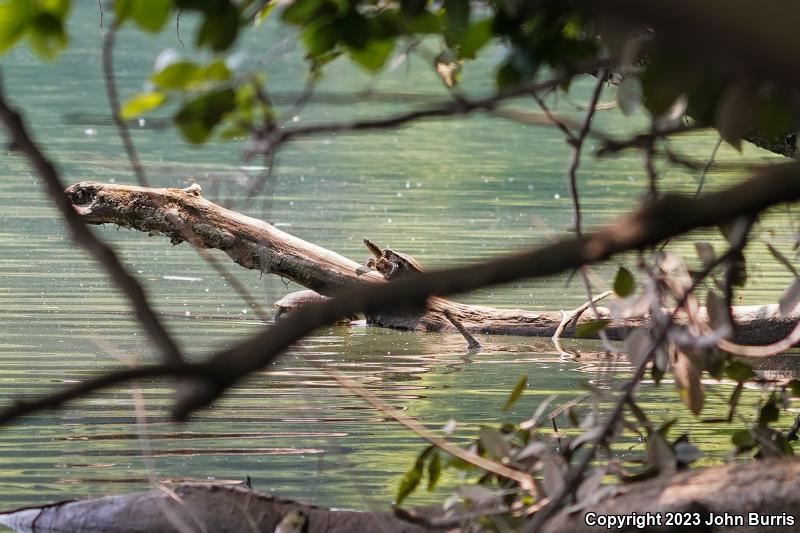 Northern Map Turtle (Graptemys geographica)