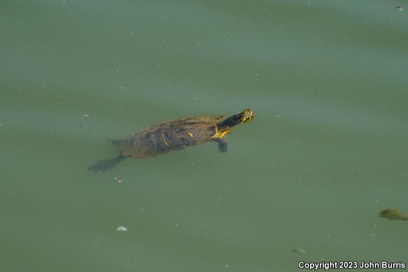 Cumberland Slider (Trachemys scripta troostii)