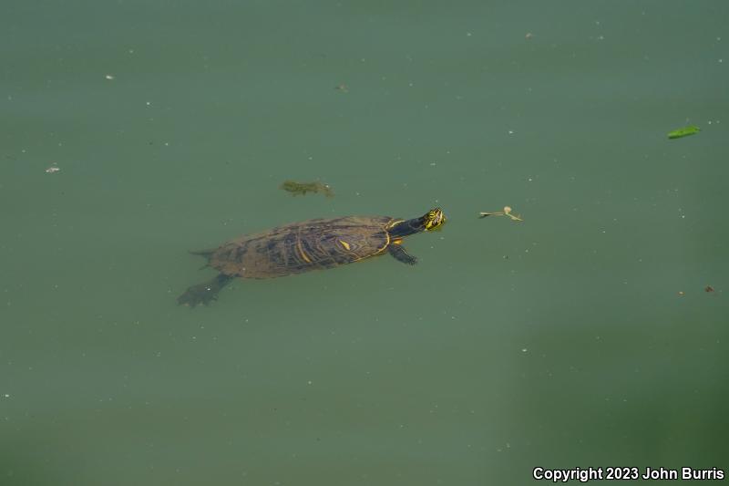 Cumberland Slider (Trachemys scripta troostii)