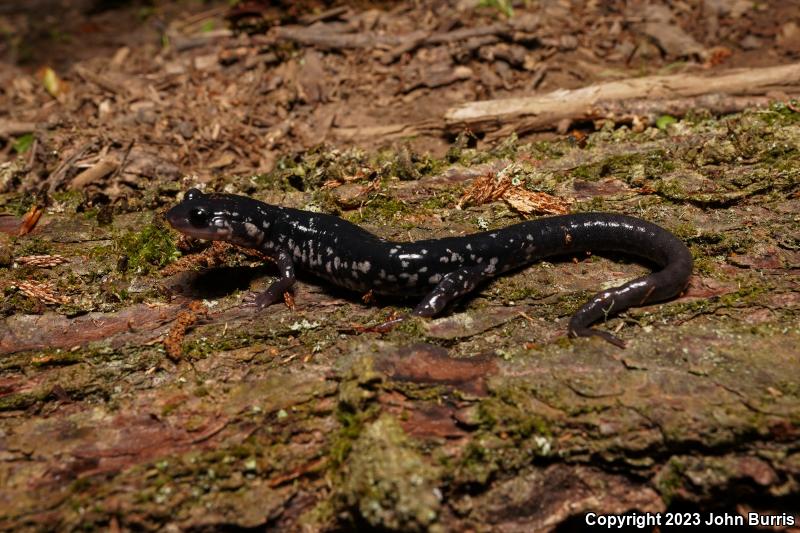 White-Spotted Slimy Salamander (Plethodon cylindraceus)