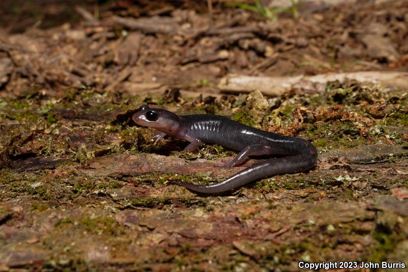 Northern Gray-cheeked Salamander (Plethodon montanus)