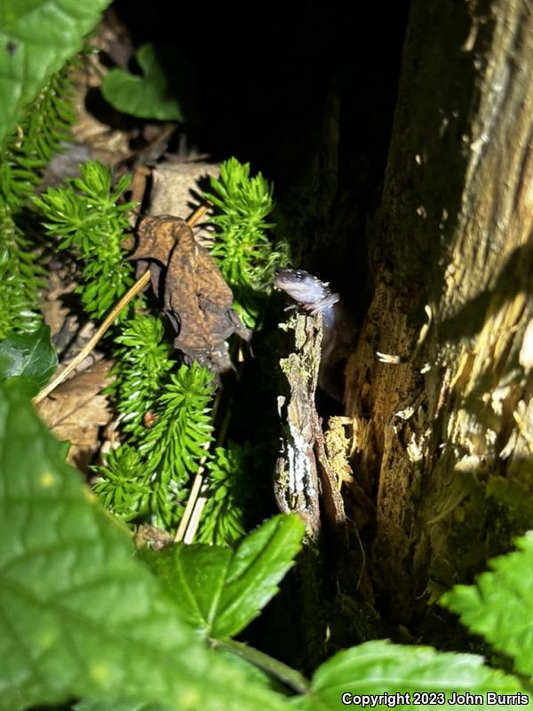 Northern Gray-cheeked Salamander (Plethodon montanus)