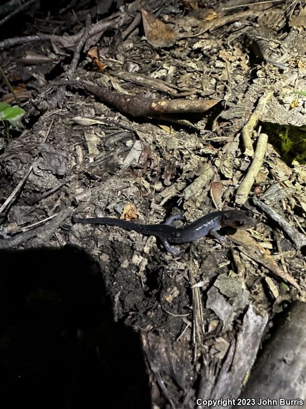 Northern Gray-cheeked Salamander (Plethodon montanus)