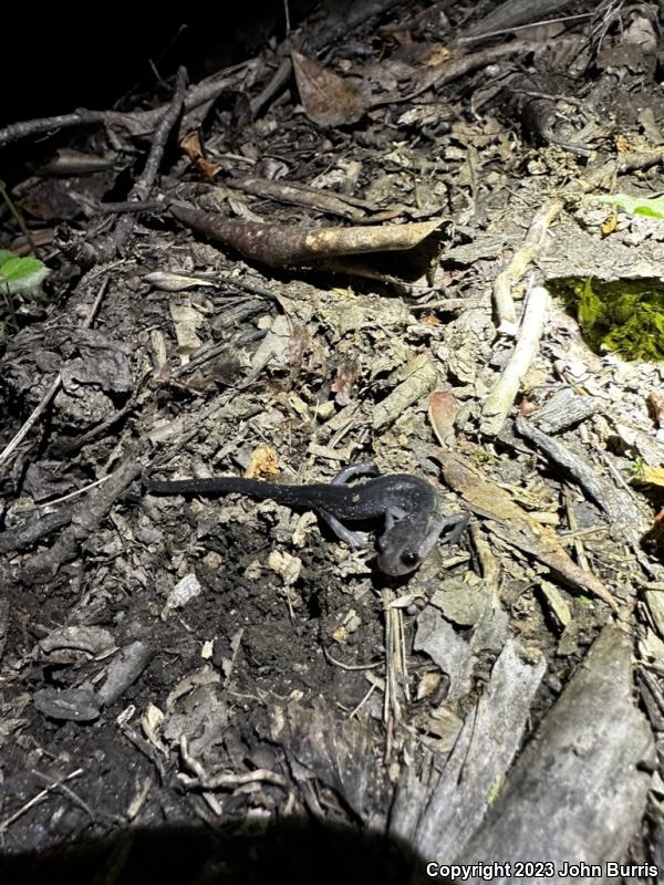 Northern Gray-cheeked Salamander (Plethodon montanus)