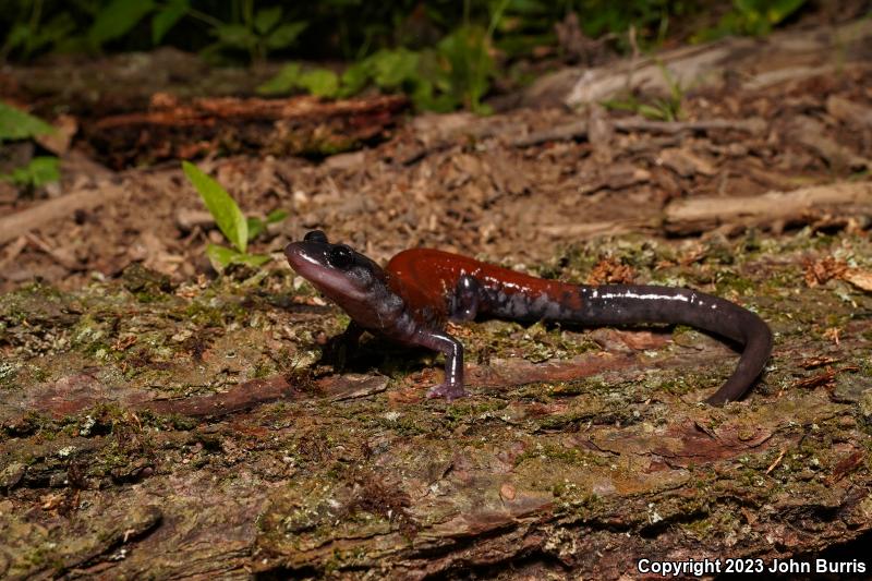 Yonahlossee Salamander (Plethodon yonahlossee)