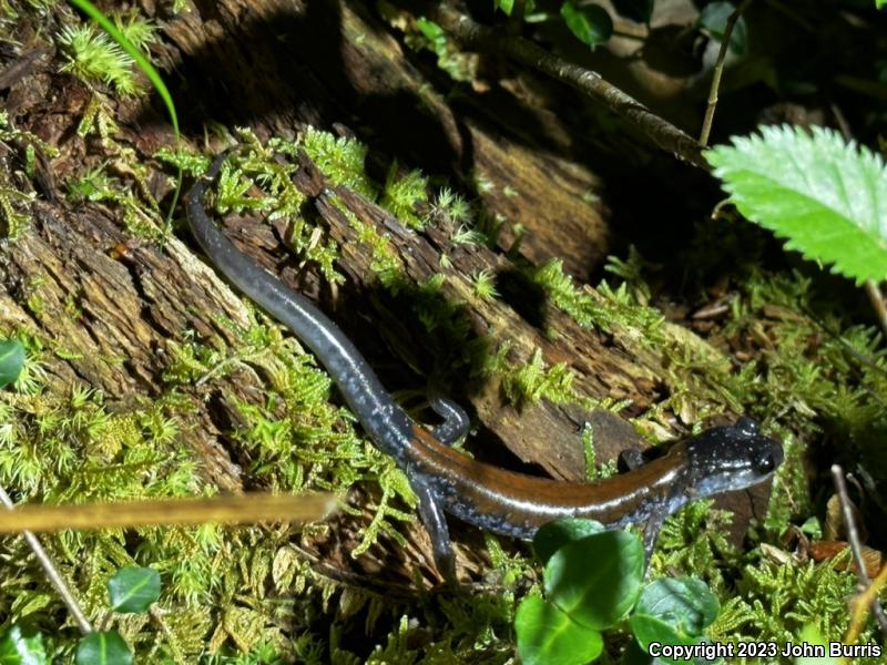 Yonahlossee Salamander (Plethodon yonahlossee)