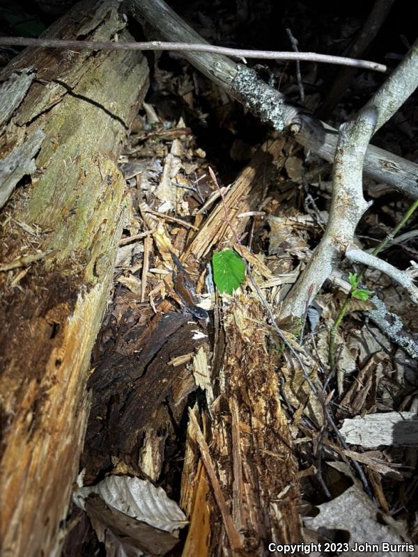 Yonahlossee Salamander (Plethodon yonahlossee)