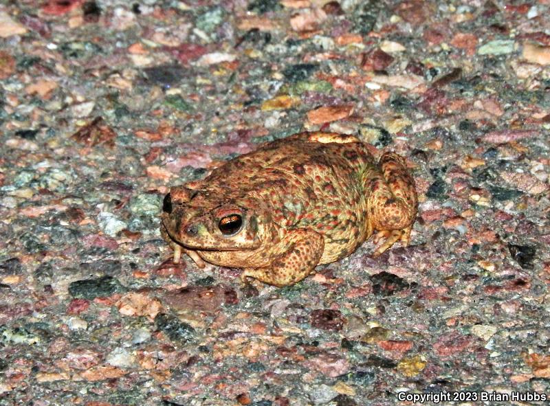 Red-spotted Toad (Anaxyrus punctatus)