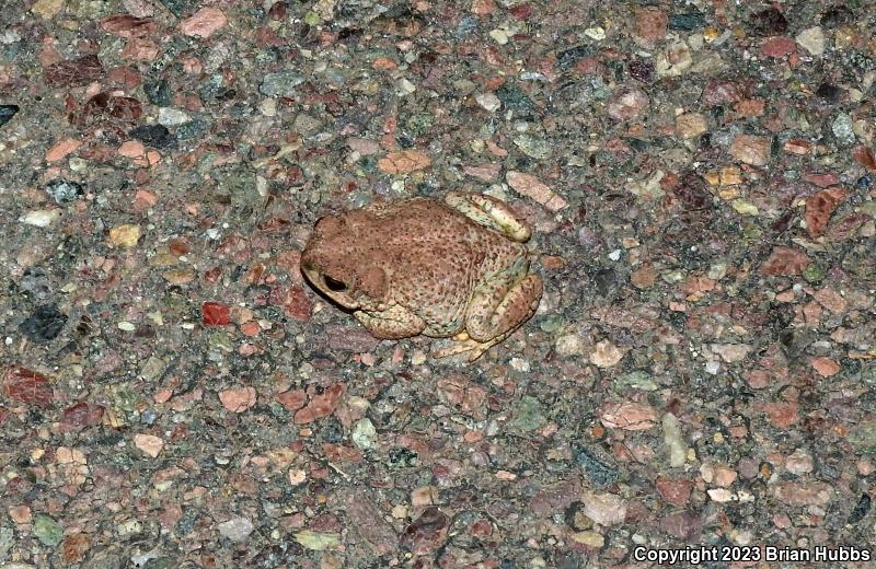 Red-spotted Toad (Anaxyrus punctatus)