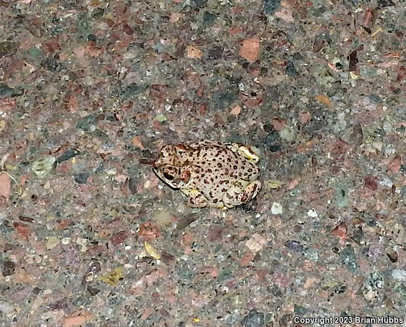 Red-spotted Toad (Anaxyrus punctatus)