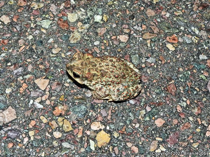 Red-spotted Toad (Anaxyrus punctatus)