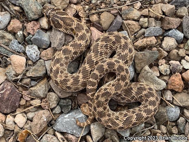 Mexican Hog-nosed Snake (Heterodon kennerlyi)