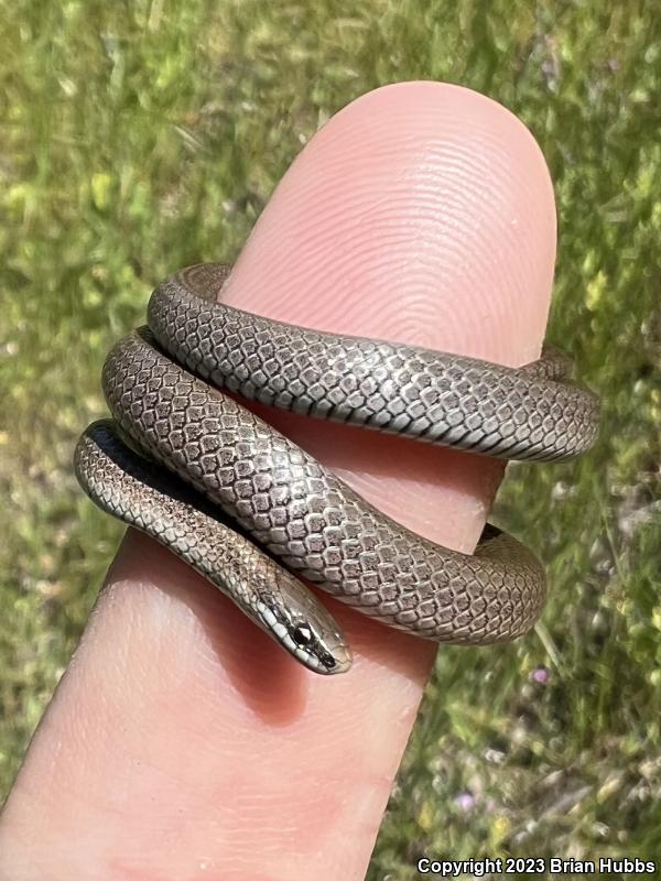 Sharp-tailed Snake (Contia tenuis)