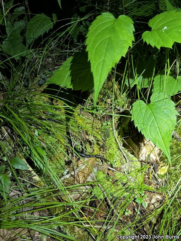 White-Spotted Slimy Salamander (Plethodon cylindraceus)