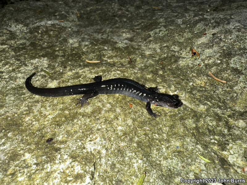 Northern Gray-cheeked Salamander (Plethodon montanus)