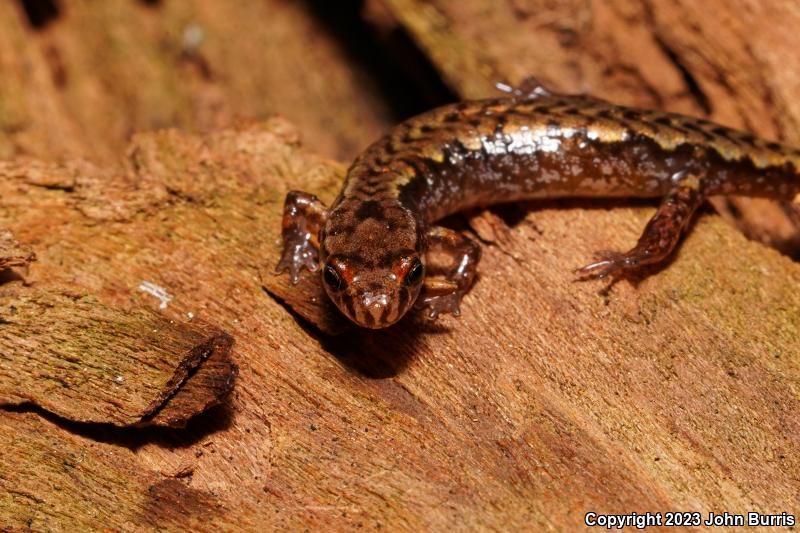 Pygmy Salamander (Desmognathus wrighti)