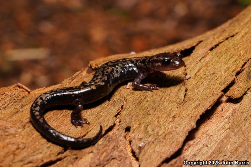 Weller's Salamander (Plethodon welleri)